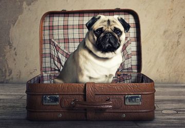 Hund im Koffer