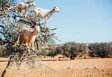 Ziegen klettern auf einen Baum