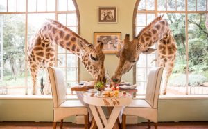 Mit echten Giraffen frühstücken