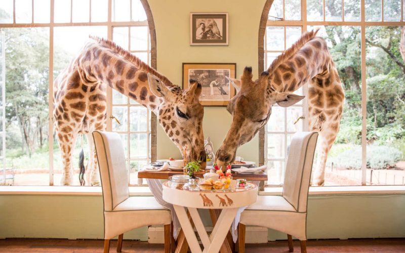 Mit echten Giraffen frühstücken