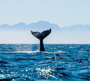 Die besten Spots, um Wale zu beobachten