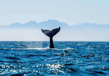 Die besten Spots, um Wale zu beobachten