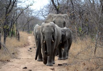 Elefanten in der Wildnis